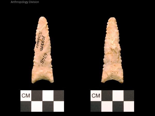 Tallahassee | Late Dalton (Bullen)/Late Paleoindian (Milanich)