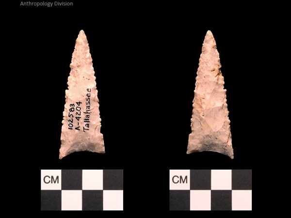 Tallahassee | Late Dalton (Bullen)/Late Paleoindian (Milanich)