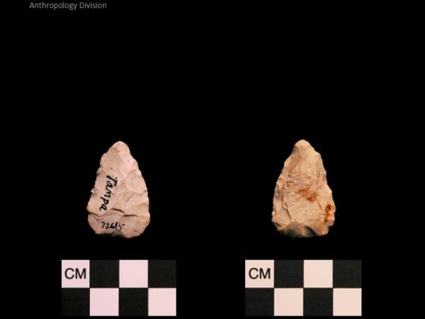 Tampa | Alachua Tradition to Contact Period