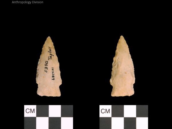 Taylor | Woodland/Post-Archaic Regional Taylor | Woodland/Post-Archaic Regional
