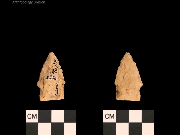 Taylor | Woodland/Post-Archaic Regional Taylor | Woodland/Post-Archaic Regional