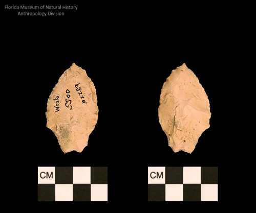 Westo | Woodland/Post-Archaic Regional