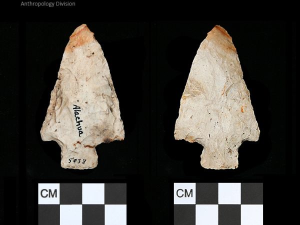 Alachua | Late Archaic