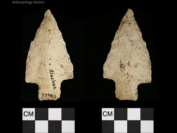 Alachua | Late Archaic