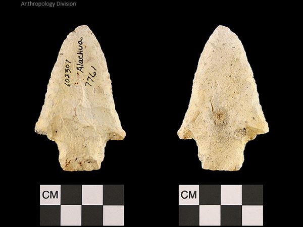 Alachua | Late Archaic