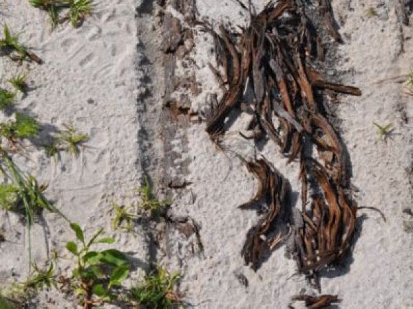 Sand bottoms to deep peat