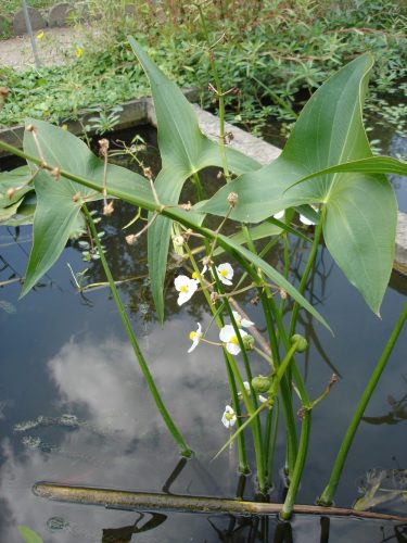 plant with arrow shaped leaves and white flowers growing out of water