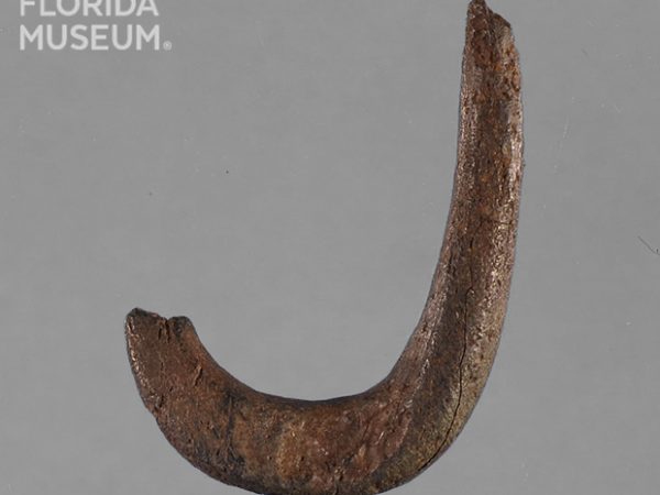 Worked Bone Fishhook