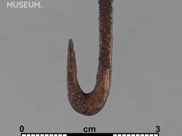 Worked Bone Fishhook