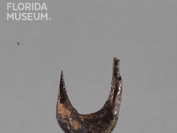 Worked Bone Fishhook