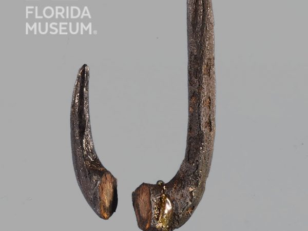 Worked Bone Fishhook