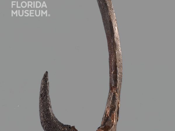 Worked Bone Fishhook