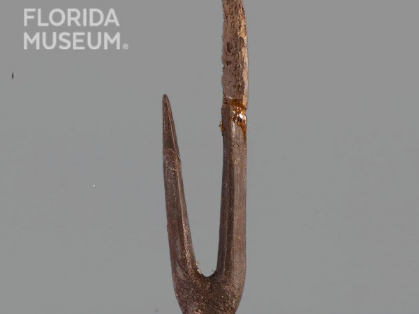 Worked Bone Fishhook