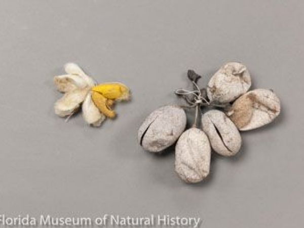 Far left, cocoons of Bombyx mori from India and to the right, cocoons of tasar silkmoth (Antheraea paphia = mylitta) from West Bengal, India.