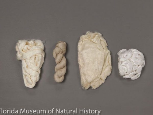 Starting from left to right, combed roving of natural colored soy silk; skein of muga silk (Antheraea assamensis); combed floss of tensan silk (Antheraea yamamai); and combed floss of mulberry silk (Bombyx mori).