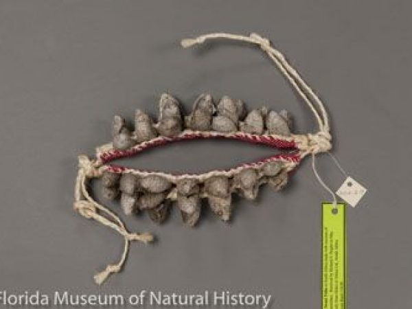 Ankle rattles made with the cocoons of Argema mimosae (Saturniidae). Made by the Swazi Tribe in South Africa.