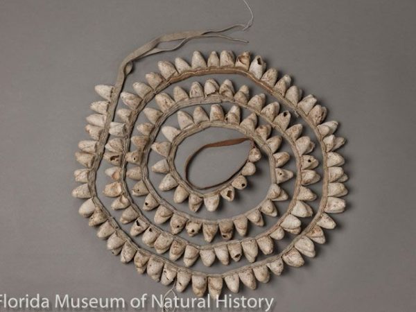 A pair of ankle rattles made with cocoons of Rothschildia cincta used in the Pascola Dances by Indians in southwestern U.S.A. and northwestern Mexico.The second pair follows this image. These are sewn on buckskin, and were made by the Yaqui Tribe in Rio Yaqui, Sonora, Mexico. This set dates back to the 1950s.