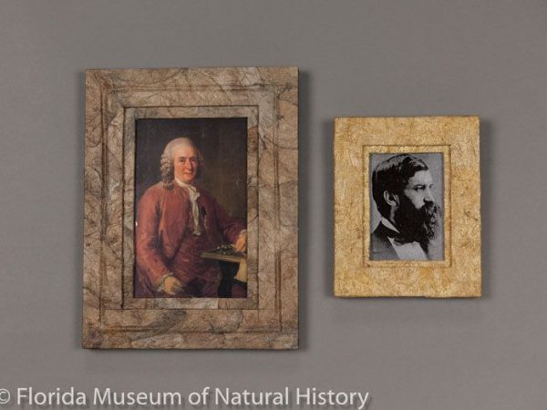 Left picture frame made with pressed cocoons of Attacus atlas with postcard of Carolus Linnaeus, known as the 