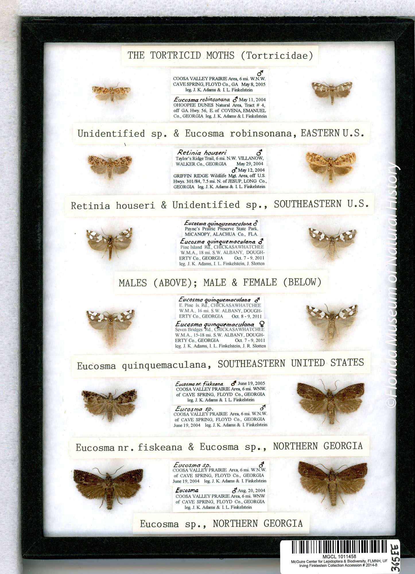 Microlepidoptera Mcguire Center