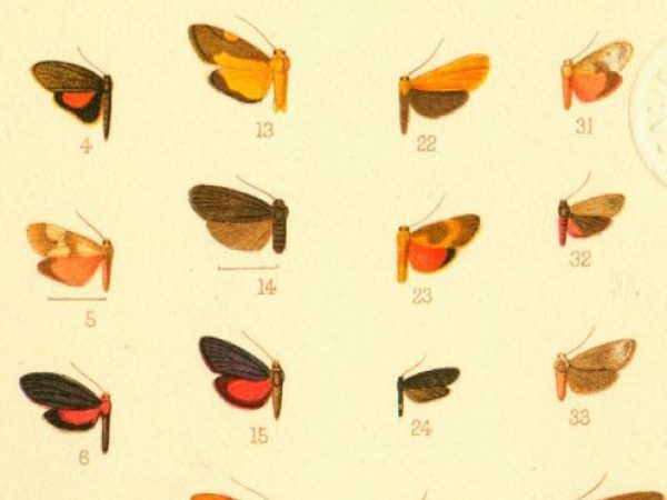 Historic archival illustrations of Arctiinae