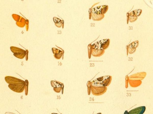 Historic archival illustrations of Arctiinae