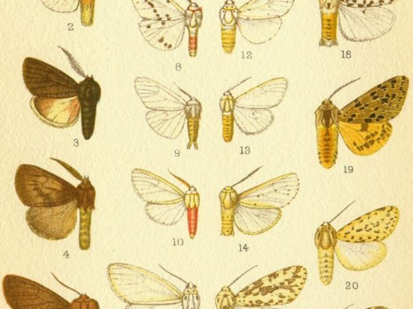 Historic archival illustrations of Arctiinae