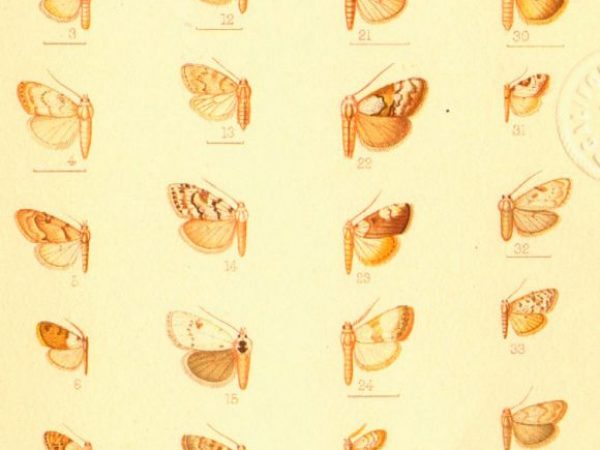 Historic archival illustrations of Arctiinae