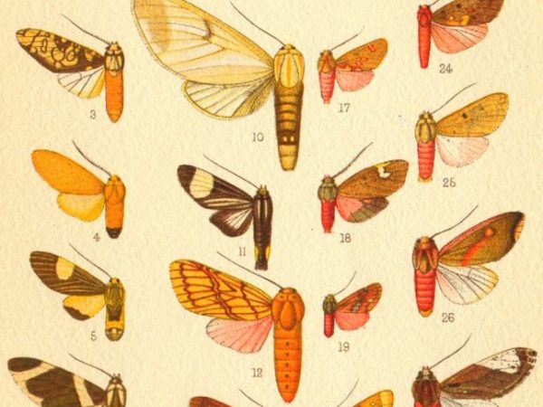 Historic archival illustrations of Arctiinae