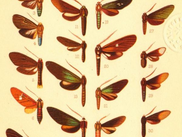 Historic archival illustrations of Arctiinae