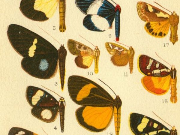 Historic archival illustrations of Arctiinae