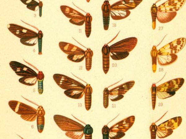 Historic archival illustrations of Arctiinae
