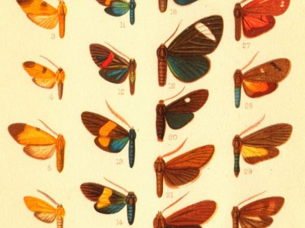 Historic archival illustrations of Arctiinae