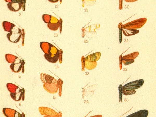 Historic archival illustrations of Arctiinae