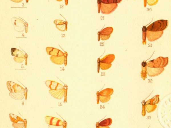 Historic archival illustrations of Arctiinae