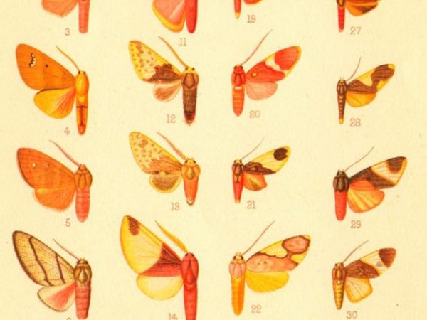 Historic archival illustrations of Arctiinae