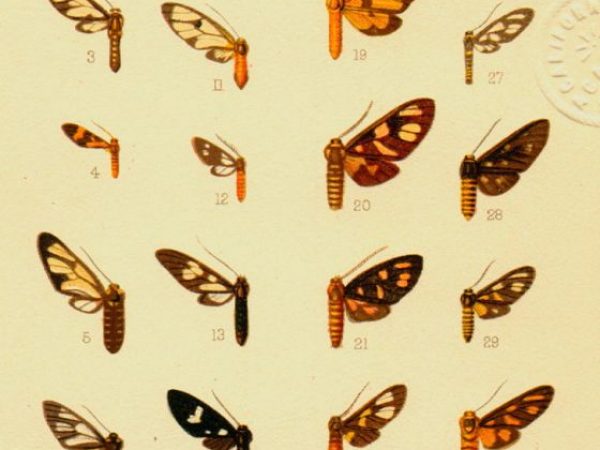 Historic archival illustrations of Arctiinae