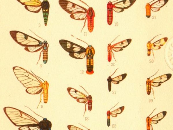 Historic archival illustrations of Arctiinae