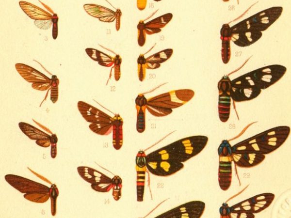 Historic archival illustrations of Arctiinae