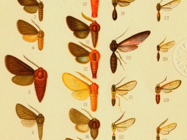 Historic archival illustrations of butterflies