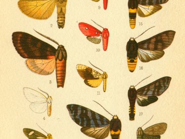 Historic archival illustrations of Arctiinae
