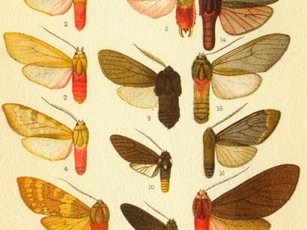 Historic archival illustrations of Arctiinae