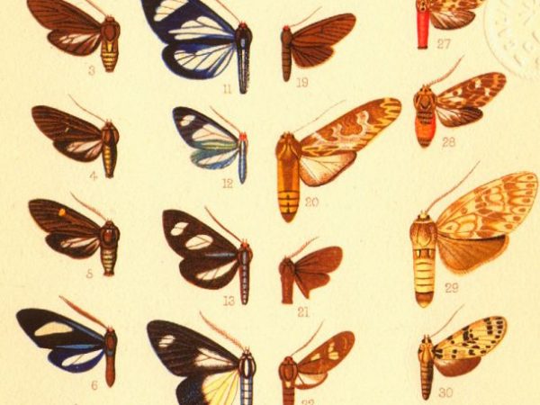 Historic archival illustrations of Arctiinae