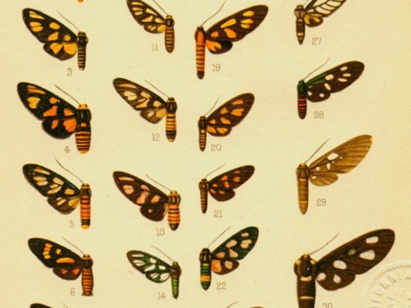 Historic archival illustrations of Arctiinae