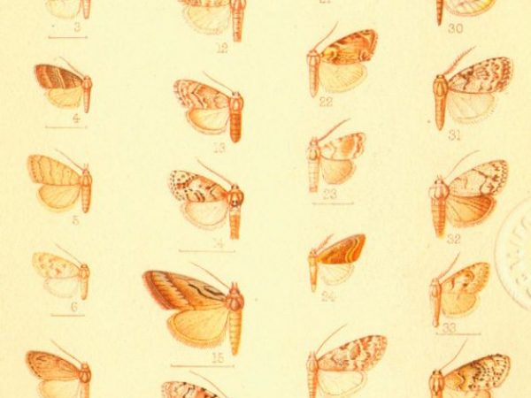 Historic archival illustrations of Arctiinae