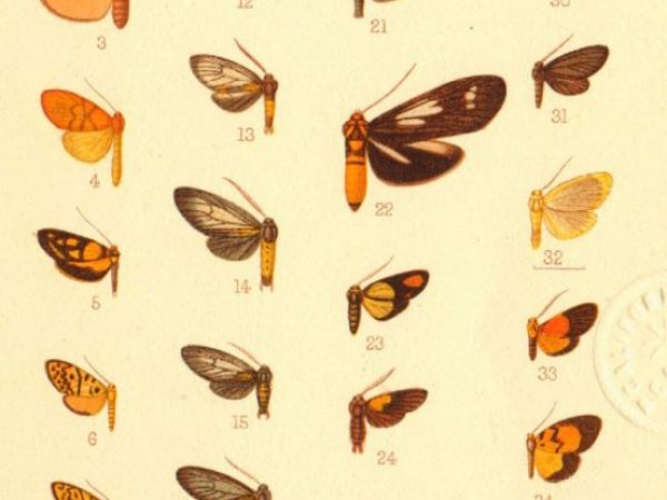 Historic archival illustrations of Arctiinae