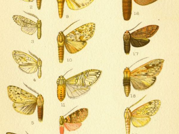 Historic archival illustrations of Arctiinae