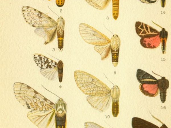 Historic archival illustrations of Arctiinae