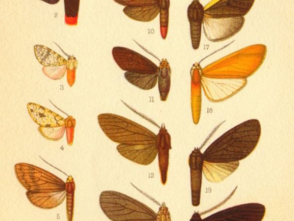 Historic archival illustrations of Arctiinae