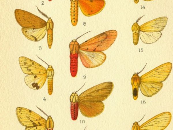 Historic archival illustrations of Arctiinae