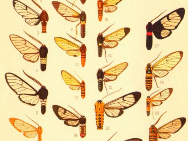 Historic archival illustrations of Arctiinae